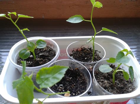 Китайская роза (Гибискус): как ухаживать в домашних условиях