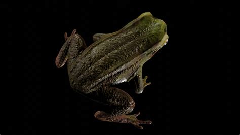 Artstation Frog