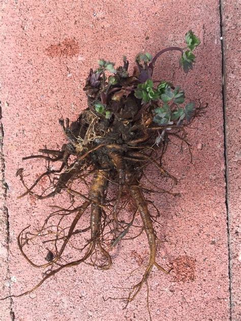 2 Mature Bare Roots Aquilegia Purple Columbine For Immediately Plant Ebay