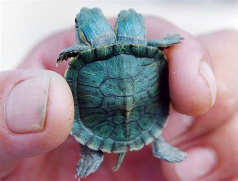 32 best Red Eared Slider Turtle Care images on Pinterest | Turtles ...