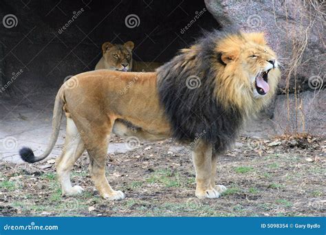 lion roaring royalty  stock image cartoondealercom
