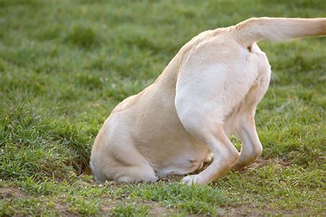 Why Dogs Dig Holes And How To Make Them Stop Ollie Blog