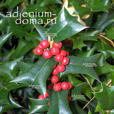 Ilex CORNUTA (Падуб, Остролист, Holly): купить 3 семени c доставкой ...