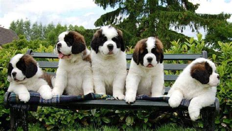 Saint Bernard Dogs Sale At Kolkata Saint Bernard Puppy For Sale