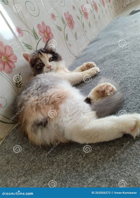 Cat In The Carpet Stock Photo Image Of Kitten Carnivore 262056372