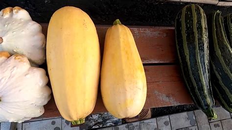 Убираю кабачки и патиссоны, итоги сезона. - YouTube