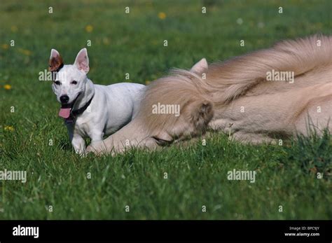 Dog And Horse Stock Photo Alamy