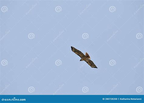 Wildlife Birds Series Osprey In Flight Raptor Pandion Halieatus