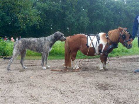 Me with my horse friend. Irish Wolfhound and horse