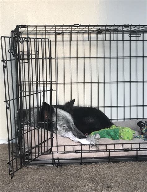 How Long Will Puppies Cry In Their Crate At Night at Victoria Jenkins blog