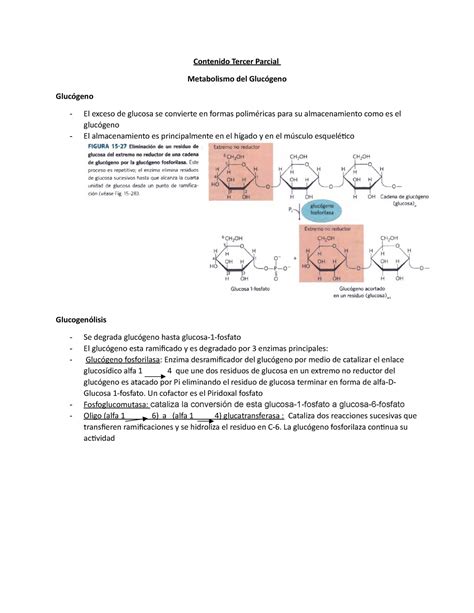 Resumen Tercer Parcial Bioqui Ii Bioqu Mica Ii Usac Studocu