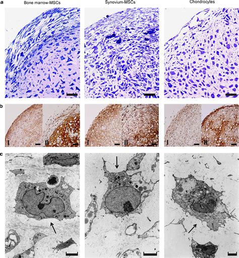 Morphology Of Pellets 21 Days After Induction Of In Vitro Download