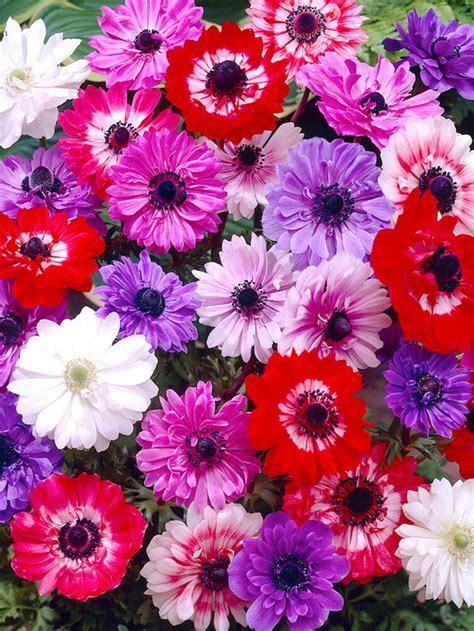 Anemone 'St Brigid' Bulbs - Buy online at DutchGrown™ UK