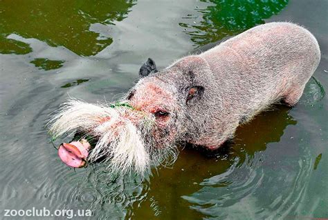 Бородатая свинья | Мир животных и растений