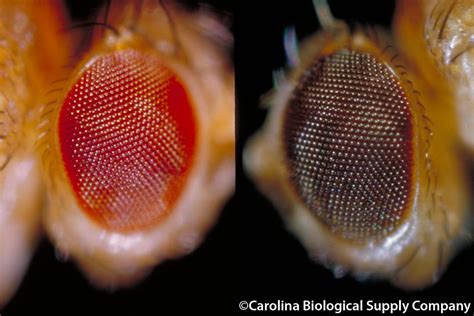 Fruit fly, wild type & sepia eyes | Fruit fly, wild type & s… | Flickr