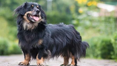 As 10 misturas de raças de cachorros mais inusitadas do mundo