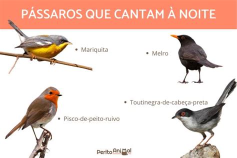 Passaro Canta A Noite - 24 passarinhos que CANTAM - Características e VÍDEOS