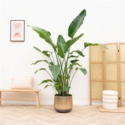 Strelitzia Nicolai Care