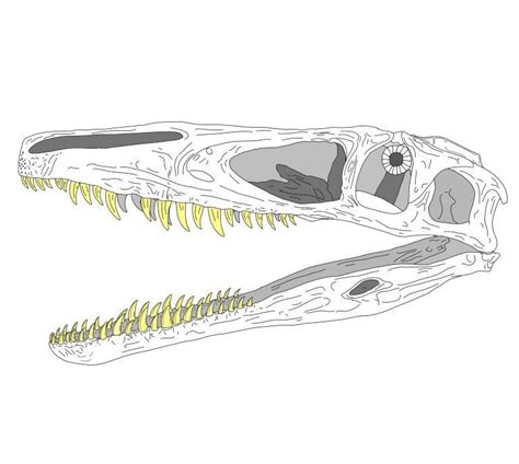 Megaraptor By Hamedpaleoart On Deviantart