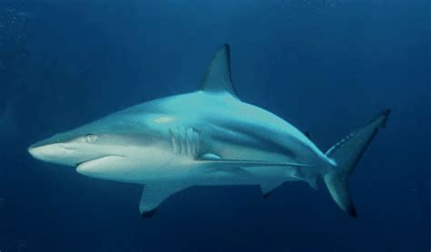 Blacktip Shark Chondrichthyes Wiki Fandom