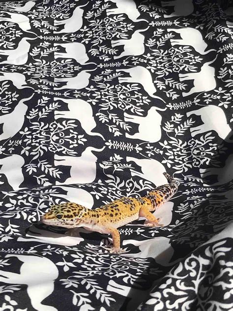 what happens if gecko limping at home 1