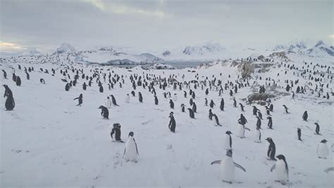 colony  penguins  antarctica image  stock photo public