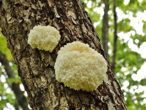 Ежовик коралловидный (Hericium coralloides) фото и описание