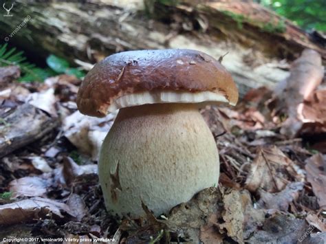 dubák.-.-. - poľovnícka fotografia, fotka, poľovnícke foto #321716 ...