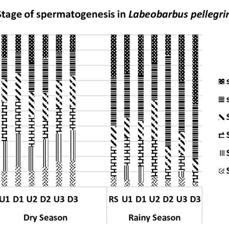 Percentages Of Different Stages Of Spermatogenesis In A O Niloticus Download Scientific