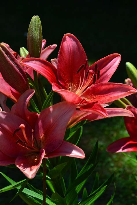 Lilies Flowers Pink Free Photo On Pixabay Pixabay