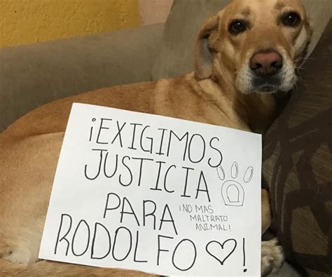 Rodolfo Perrito Que Fue Asesinado En Los Mochis Perrhijos