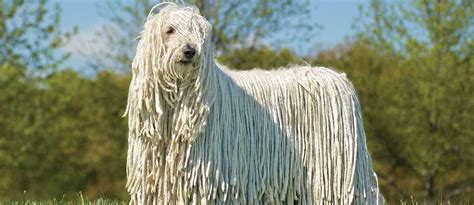 Unveiling Mop Dog Personality: Valuable Insights for Owners
