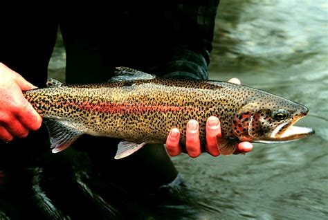 Trout Wallpapers 4k Hd Trout Backgrounds On Wallpaperbat