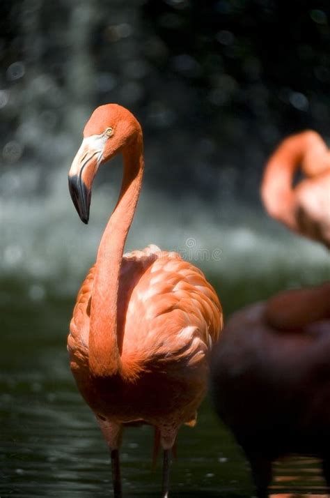 Pink Flamingo bird stock image. Image of standing, stood - 9031951