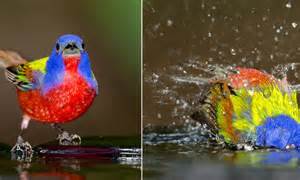 Splashing Good Time Multi Coloured Bird Shows Off Its Incredible