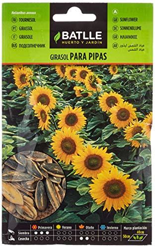 Semillas De Girasol ¿cuáles Son Los Mejores Del 2026 Comparativa Y Guía De Compra