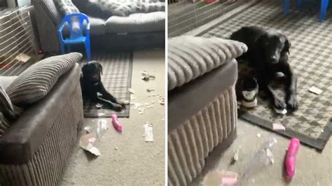 Dog Rips Open Neighbours Parcel And Finds Rude Toy Youtube