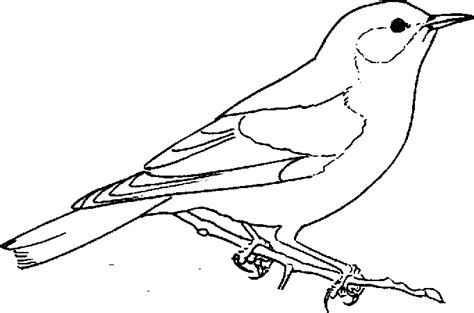 Bluebird Coloring Page Printable - WillieilNovak