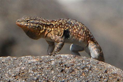 Side blotched lizard - Alchetron, The Free Social Encyclopedia