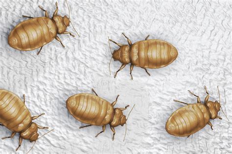 Bed Bugs How To Spot Them In Your Hotel And Where They Hide Travel