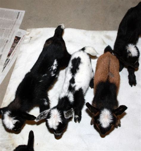 Common Nigerian Dwarf Goat Coat Patterns Coat Patterns 4h Goats