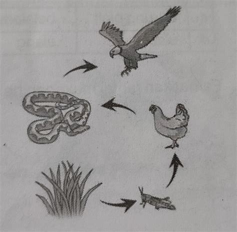 Detail Gambar Sketsa Rantai Makanan Koleksi Nomer 21