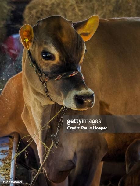 Jersey Cow Calf Photos and Premium High Res Pictures - Getty Images