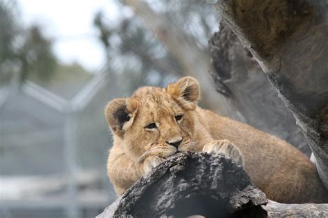 Lion Cub Zoochat