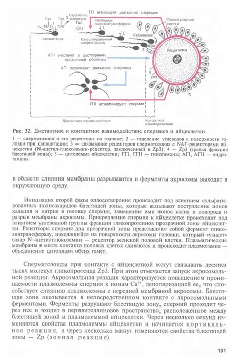 Гистология, цитология и эмбриология - Афанасьев Ю.И., Юрина Н.А. - 2002