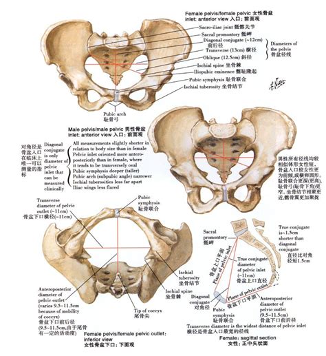 真骨盆 骨盆底 知乎