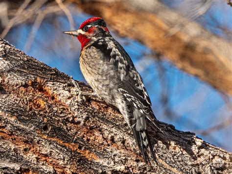 Red Naped Sapsucker Sphyrapicus Nuchalis Travel To Eat By Kurt