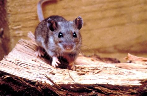 Free picture: rodent, deer, mouse, peromyscus maniculatus