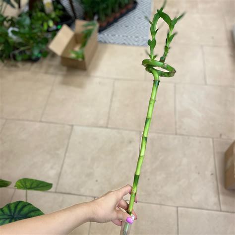 Dracena Dracaena Sanderiana Lucky Bamboo Bambus