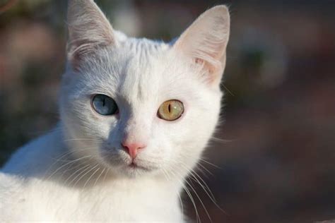 Russian White Cat Personality